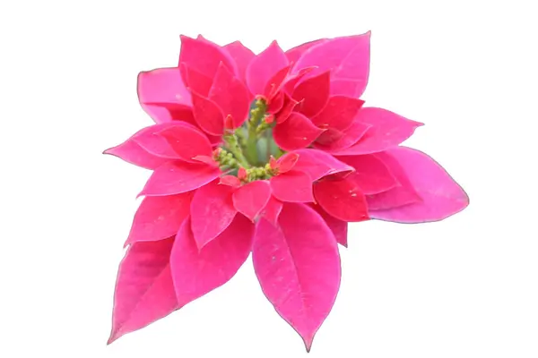 Euphorbia pulcherrima çiçeğinin yakın çekimi - Euphorbia Pulcherrima 'nın nefes kesici güzelliğini deneyimleyin, saf beyaz arka planda canlı çiçeğinin bu yakın plan fotoğrafı ile..