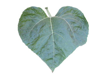 Beyaz arkaplanlı Helianthus Giganteus yaprağının yakın çekimi