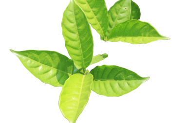 Gardenya yaseminoides 'in beyaz arkaplanlı çıkışlarını kapatın.