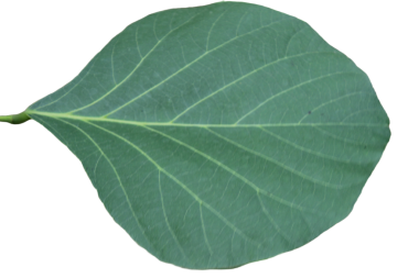 Beyaz arkaplanlı Butea monosperma yaprağına yakın çekim.