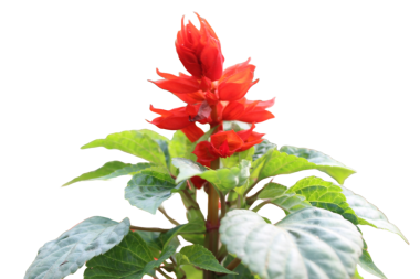 Salvia 'nın yakın çekimi beyaz arkaplanlı kırmızı çiçekleri büyülüyor.