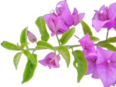 Bougainvillea Glabra Choisy çiçeğinin yakın çekimi