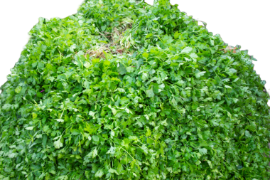 Kişniş yapraklarının yakın çekimi, Dhania Pata