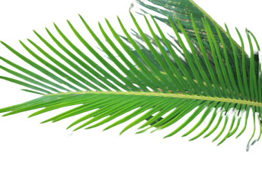 Cycas revoluta 'nın yakın çekimi Sago Palm Leaves (124- Yeşil Yapraklı Makro Fotoğrafçılık)