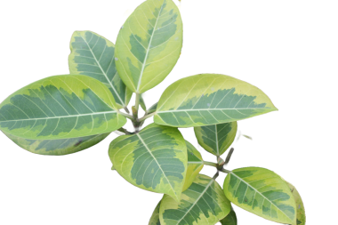 Ficus altissima Blume 'un Yakın Çekimi (Ficus altissima Blume Leaves - 124; Macro Botanik Fotoğrafları, Yeşil Yapraklar)