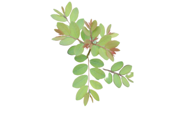 Phyllanthus Tenellus 'un Yakın Çekimi Macro Botanik Fotoğrafını Bırakıyor