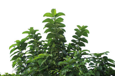 Ficus 'un Yakın Çekimi Macro Botanik Fotoğrafını Bırakıyor