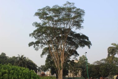 Gökyüzü arkaplanlı Ficus religiosa Peepal ağacının manzarası