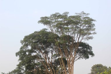 Ficus religiosa Peepal yapraklarının gökyüzü arkaplanlı yakın çekimi