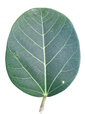 Ficus benghalensis yaprağının deo damlası ve beyaz arkaplanı ile yakın plan görüntüsü.