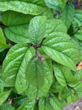 Gardenya yaseminoides 'in kış mevsiminde yapraklarının yakın çekimi