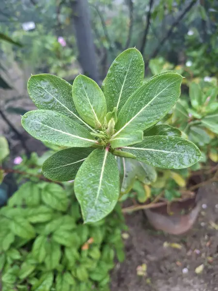 Catharanthus Roseus Periwinkle yapraklarının kış mevsiminde çiy damlacıklarıyla yakın çekimi