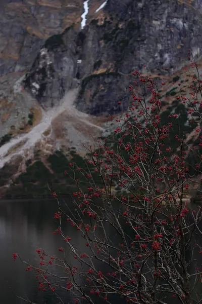 Polonya Tatra Dağları 'ndaki Morskie Oko Gölü' nün eşsiz manzarası. Sonbahar akşamı atmosferinde bölgesel Rowan ağacına maruz kalıyor.