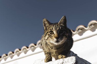 Kedi arka planda evin çatısı ve gökyüzü olan bir kapının kenarına tırmanıyor.