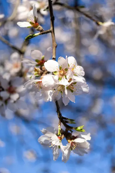 Almond trees in bloom with out-of-focus background and blue sky on a sunny day