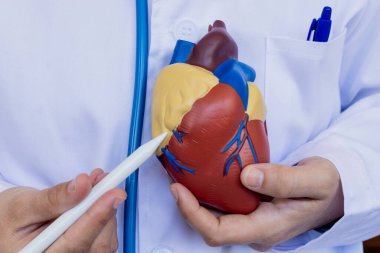 Doktor, anatomik kalp modelinin yapısını açıklamak için bir işaretçi kullanıyor. Klinik ortamda eğitim, kardiyoloji uzmanlığı ve sağlık profesyonelliği kavramları