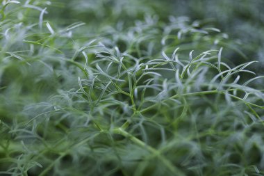 Yumuşak, tüylü ve canlı yeşil renkli dereotu yapraklarının Macro fotoğrafı. Yumuşak odak ve doğal ışıklandırma besin, doğa veya bitkisel temalı tasarımlar için ideal verimli bir botanik arka plan yaratır.