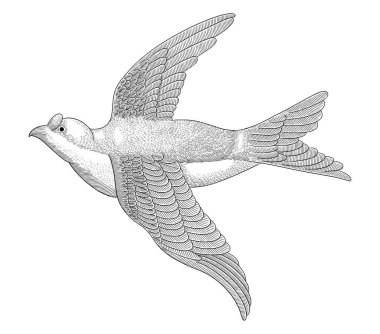 Kırlangıç kuşu, eski oyma çizim biçimi vektör illüstrasyonu