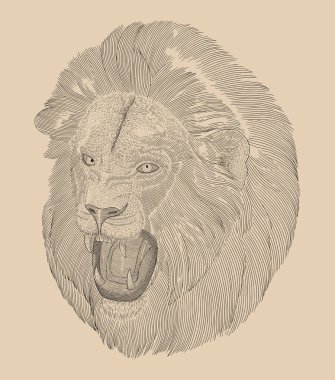 Saldırgan bir aslan başının portresi, klasik oyma çizim stili.