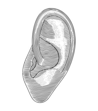 İnsan kulağı, vintage oyma biçimi çizim biçimi illüstrasyonuName
