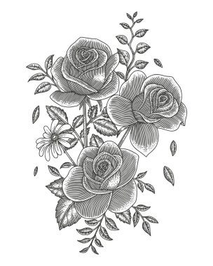 güllerin el çizimi vintage gravür stili