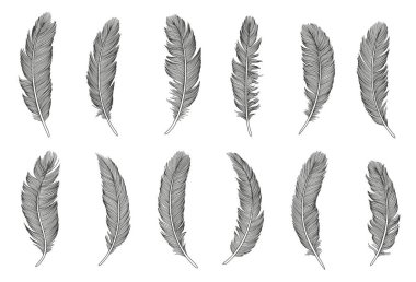 Kuş tüyü seti. El çizimi illüstrasyon