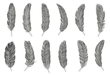 Kuş tüyü seti. El çizimi illüstrasyon
