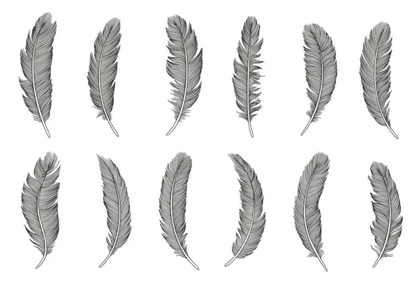 Kuş tüyü seti. El çizimi illüstrasyon