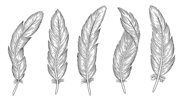 Kuş tüyü seti. El çizimi illüstrasyon
