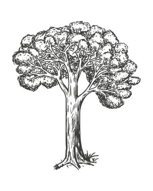Beyaz arka planda yaprakları olan meşe ağacı. vektör vintage illüstrasyonu