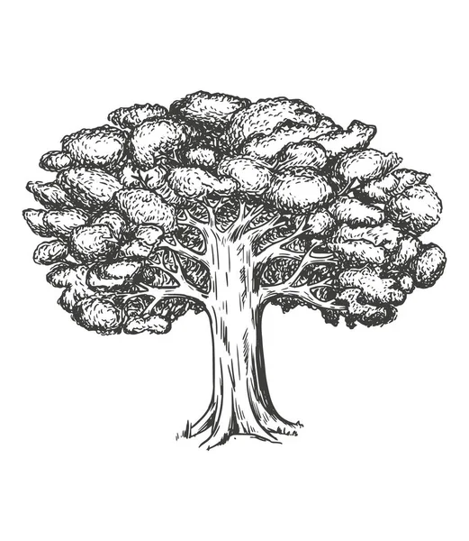 Beyaz arka planda yaprakları olan meşe ağacı. vektör vintage illüstrasyonu