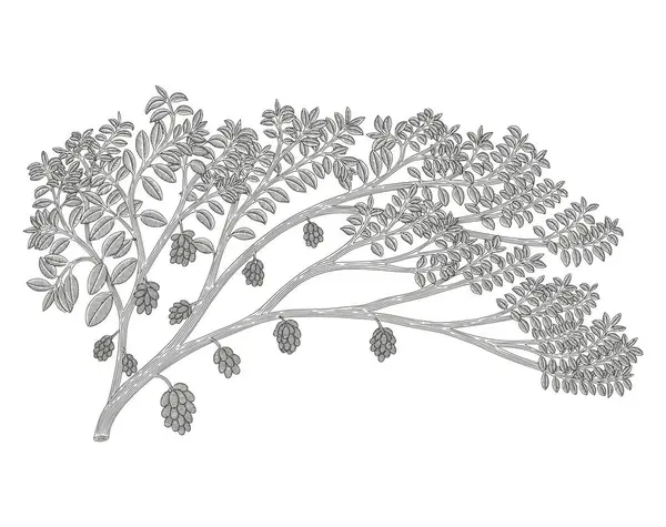 Джамбланг Ява Сливы Syzygium Cumini Винтажная Гравировка Стиль Иллюстрации Лицензионные Стоковые Векторы