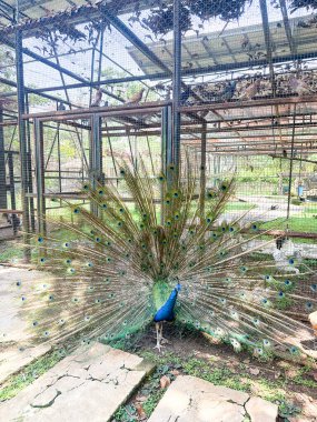 Çarpıcı bir tavus kuşu tüylerini büyüleyici bir şekilde yayar. Kuş, diğer kuşlarla çevrili bir kuşhanede canlı ve doğal bir atmosfer yaratıyor..