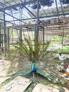 Çarpıcı bir tavus kuşu tüylerini büyüleyici bir şekilde yayar. Kuş, diğer kuşlarla çevrili bir kuşhanede canlı ve doğal bir atmosfer yaratıyor..