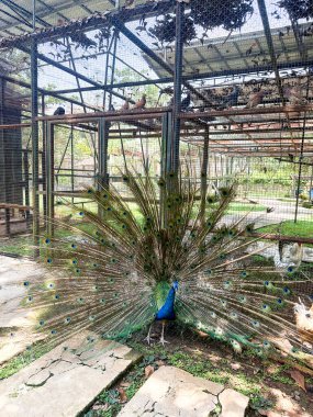 Çarpıcı bir tavus kuşu tüylerini büyüleyici bir şekilde yayar. Kuş, diğer kuşlarla çevrili bir kuşhanede canlı ve doğal bir atmosfer yaratıyor..