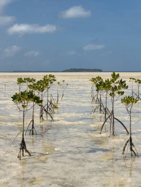 Genç mangrov ağaçları, alçak gelgit sırasında Maluku 'nun Tual kentindeki Kei Kecil Adası' nın kumlu sahillerine çevre koruma amaçlı ekilmiş.