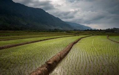 Ricefields terasları ve dağları Samosir Adası, Toba Gölü, Sumatra Adası, Endonezya 'nın arka planında bulutlu gökyüzü