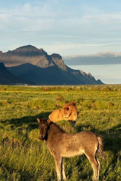 Güneşli bir günde İzlanda banliyölerinde arka planda dağ olan iki genç at yavrusu.