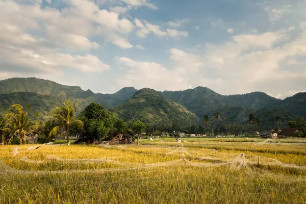View of rice fields and hills of rural Bali with blue skies and white clouds drifting