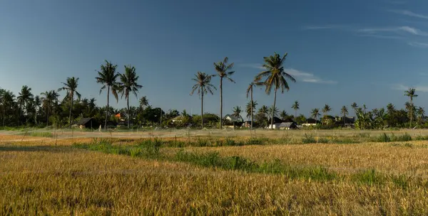 Rice fields and coconut trees, rural scene in Bali, Indonesia