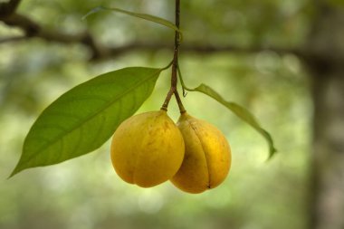 Dalın üzerinde Nutmeg ağacı meyvesi