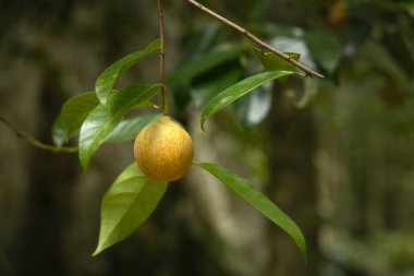 Dalın üzerinde Nutmeg ağacı meyvesi