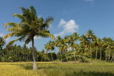 Tropikal Shaheed Dweep ya da Andaman ve Nicobar aechipelago 'daki Neil Adası' nda Hindistan cevizi palmiyesi.
