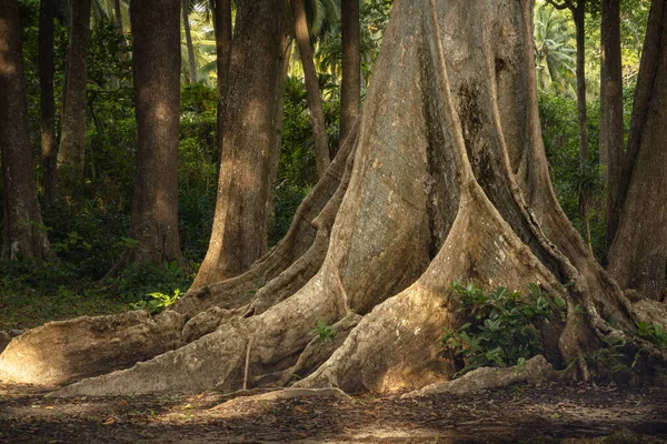 Huge roots and trunk of a tropical tree in the forest of Havelock or Swaraj Dweep island in Andaman and Nicobar island archipelago
