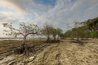 Gün batımında Andaman ve Nicobar takımadalarındaki Neil veya Shaheed Dweep adalarının kayalık sahillerinde Mangrove tişörtü.
