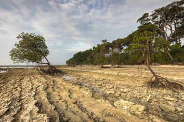 Andaan ve Nicobar takımadalarındaki Neil veya Swaraj 'ın kayalık sahillerindeki Mangrove ağaçları