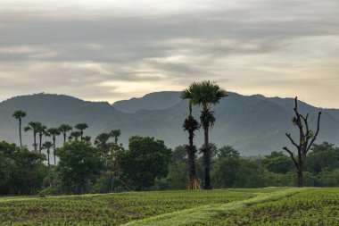 Gün batımında Bali adasının kırsal kesimlerinde çimenler, tropikal palmiye ağaçları ve yuvarlanan tepeler