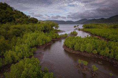 Weh Adası, Aceh, Sumatra 'daki tropikal bir adanın koyundaki Mangrove ağaçları ormanı.