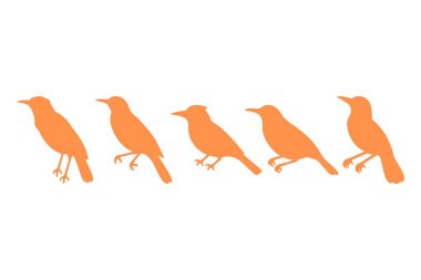 Basit Oriole kuş tasarım seti