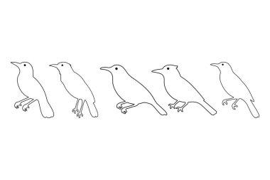 Oriole Ana Hattı Kuş Illustration Design Set